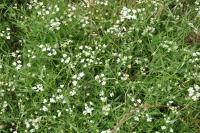 Torilis arvensis