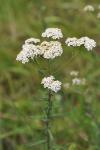 Achillea millefolium
