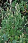 Teucrium scorodonia
