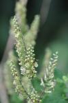Teucrium scorodonia