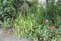 Brachypodium sylvaticum