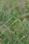 Sisymbrium officinale