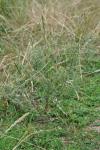 Sisymbrium officinale