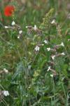 Silene latifolia