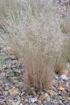 Deschampsia cespitosa