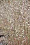 Deschampsia cespitosa
