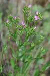 Centaurium erythraea