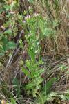 Centaurium erythraea