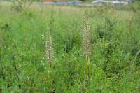 Himantoglossum hircinum