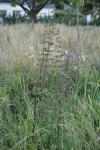 Scrophularia nodosa