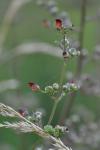 Scrophularia nodosa