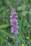 Lythrum salicaria