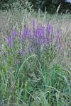 Lythrum salicaria
