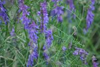 Vicia cracca