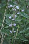 Althaea officinalis