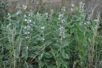 Althaea officinalis
