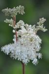 Filipendula ulmaria