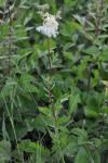 Filipendula ulmaria