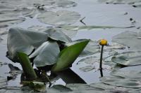 Nuphar lutea