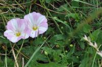 Convolvulus arvensis