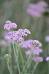 Achillea millefolium