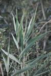 Arundo donax