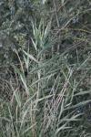 Arundo donax