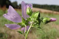 Malva moschata