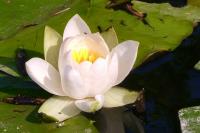 Nymphaea alba