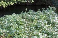 Nasturtium officinale