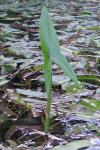 Sagittaria sagittifolia