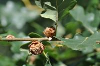 Quercus robur