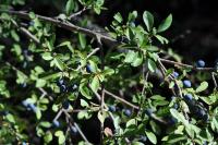 Prunus spinosa