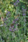 Clinopodium vulgare