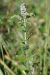Mentha suaveolens