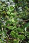 Mentha suaveolens
