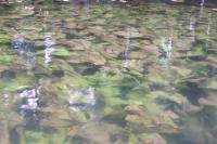 Nuphar lutea