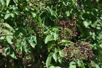 Sambucus nigra