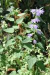 Campanula trachelium