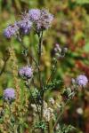 Cirsium arvense