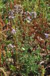 Cirsium arvense
