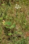 Heracleum sphondylium
