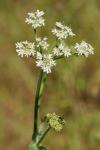 Heracleum sphondylium