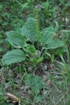 Plantago major