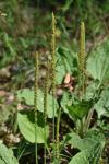 Plantago major