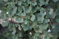 Cymbalaria muralis