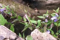 Scutellaria galericulata