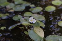 Hydrocharis morsus-ranae