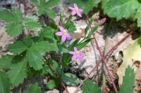 Centaurium pulchellum