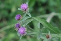 Centaurea